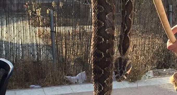 הפתעה בגינה בנחל עשן: נחש ענקי