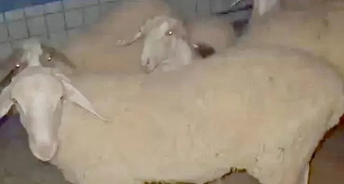 כתב אישום: גנב 20 כבשים בביר הדאג'- ומכר אותן