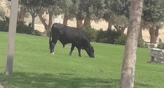 כזה עוד לא היה: שוורים מטיילים חופשי באמפי פארק