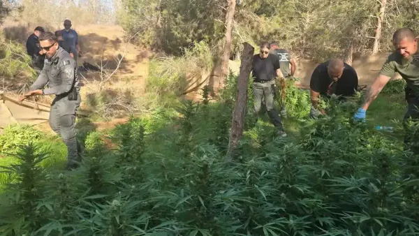 Бойцы Магав задерживают подозреваемых на плантации каннабиса рядом с кибуцем на юге