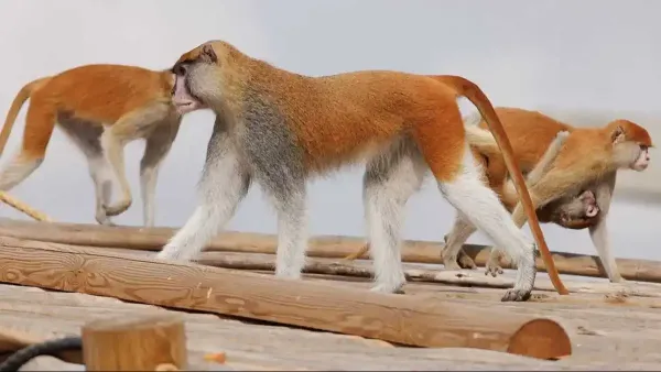 בואו להיות האורחים של הטבע- סוכות במדבריום  בבאר שבע