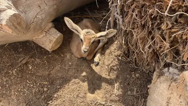 הבמבי החדש של הנגב: עופר צבי נגב נולד במדבריום באר שבע