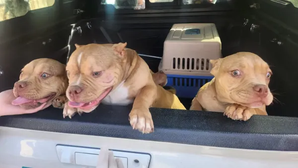 כלבים שחולצו ממתחם הרבעה פיראטי בבאר שבע ומועברים לטיפול וטרינרי