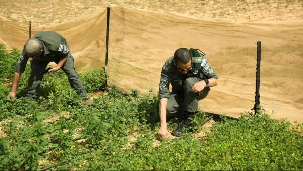לוחמי מג''ב פועלים בשטח פתוח בדרום ליד חממות סמים שהושמדו במהלך מבצע אכיפה