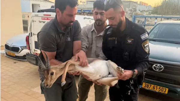 שוטרי תחנת ערוער מחלצים גור צבי ארץ ישראלי פצוע שנפגע מרכב בכביש 80.