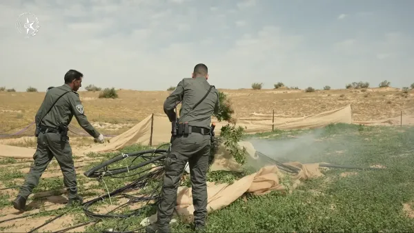 כוחות מג"ב ומשטרה בפעילות שטח ברמת הנגב לאיתור והשמדת חממות סמים בלתי חוקיות.