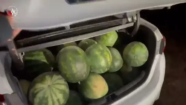 פשיעה חלקאית חמורה: גנבו  טון אבטיחים מחקלאי בעוטף עזה (וידאו)