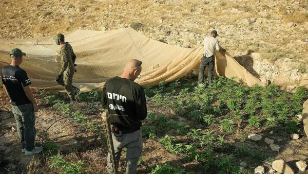 כוחות מג''ב וצה''ל משמידים חממות ובהן אלפי שתילי מריחואנה בשטחי אש בדרום