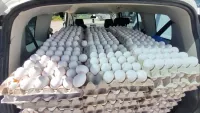 סוכלה הברחת ענק: 190,000 ביצים מהרשות הפלסטינית היו בדרכן למושב בדרום (וידאו)