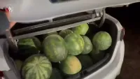 פשיעה חקלאית חמורה: גנבו  טון אבטיחים מחקלאי בעוטף עזה (וידאו)