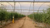 שדה חקלאי בדרום הארץ המתמודד עם מחסור במי השקיה